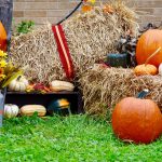 Fall Outings & Activities: A Time to Bond and Reflect